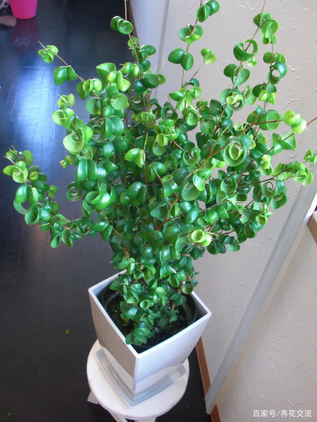 美如画的榕属植物，这几个花叶榕树品种很值得“珍藏”_百科TA说