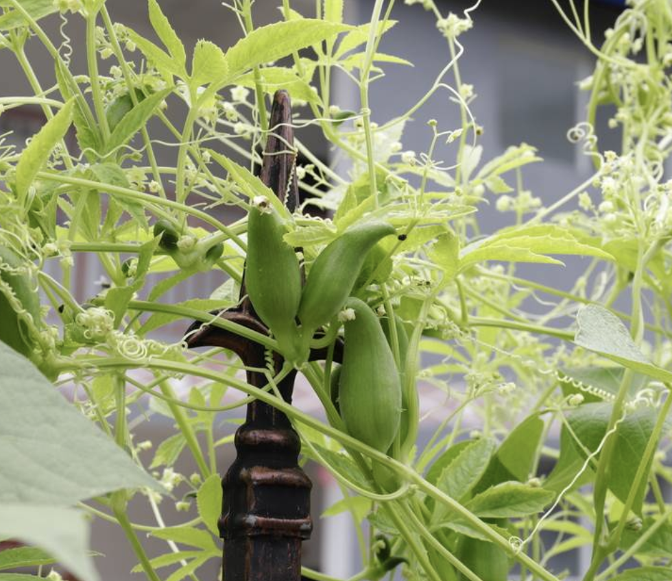 schrad.)是葫芦科,小雀瓜属植物.