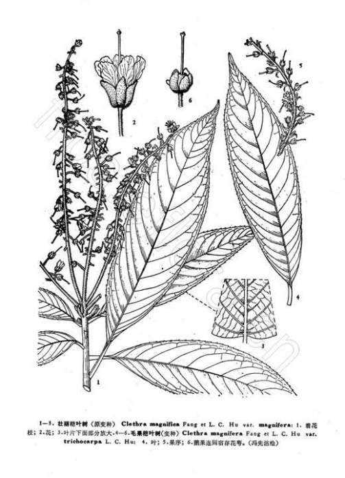 毛果桤叶树_百度百科