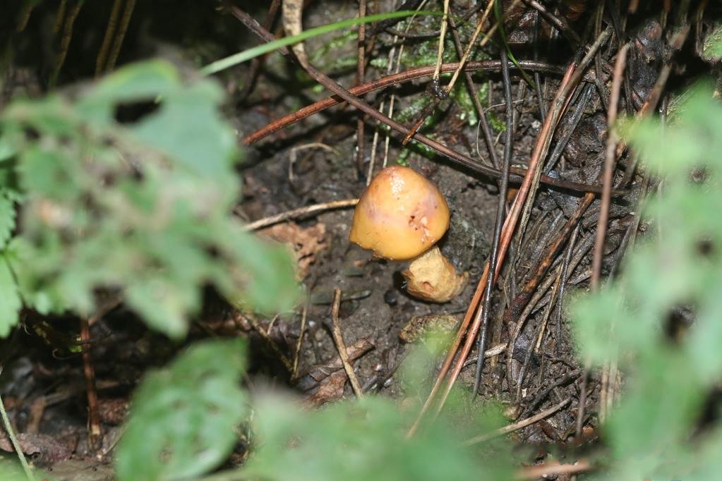 o.k. mill. )是铆钉菇科,色钉菇属真菌.