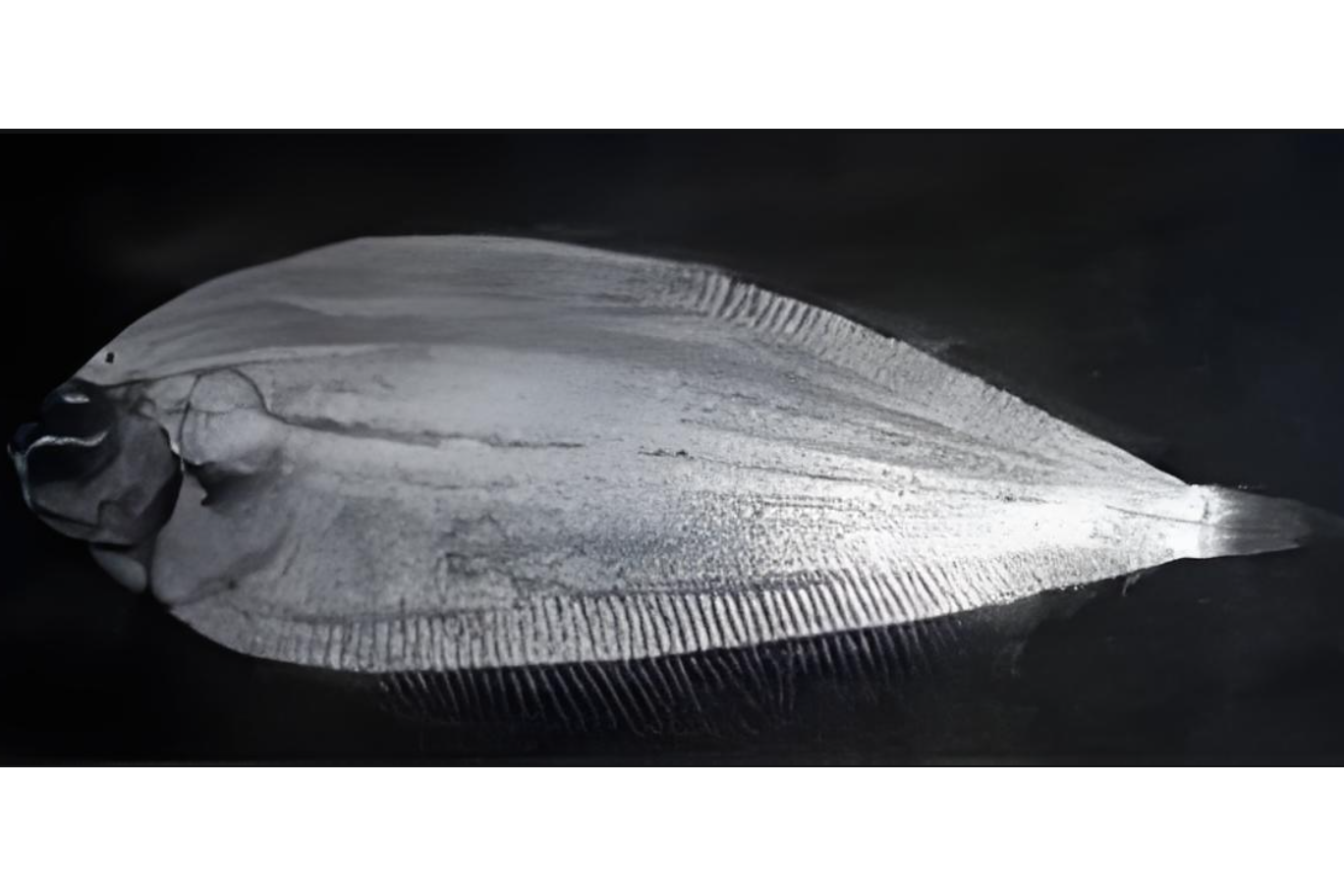  p data-id="gn30opa3sf">北原氏左鲆,俗名:扁鱼,皇帝鱼,半边鱼