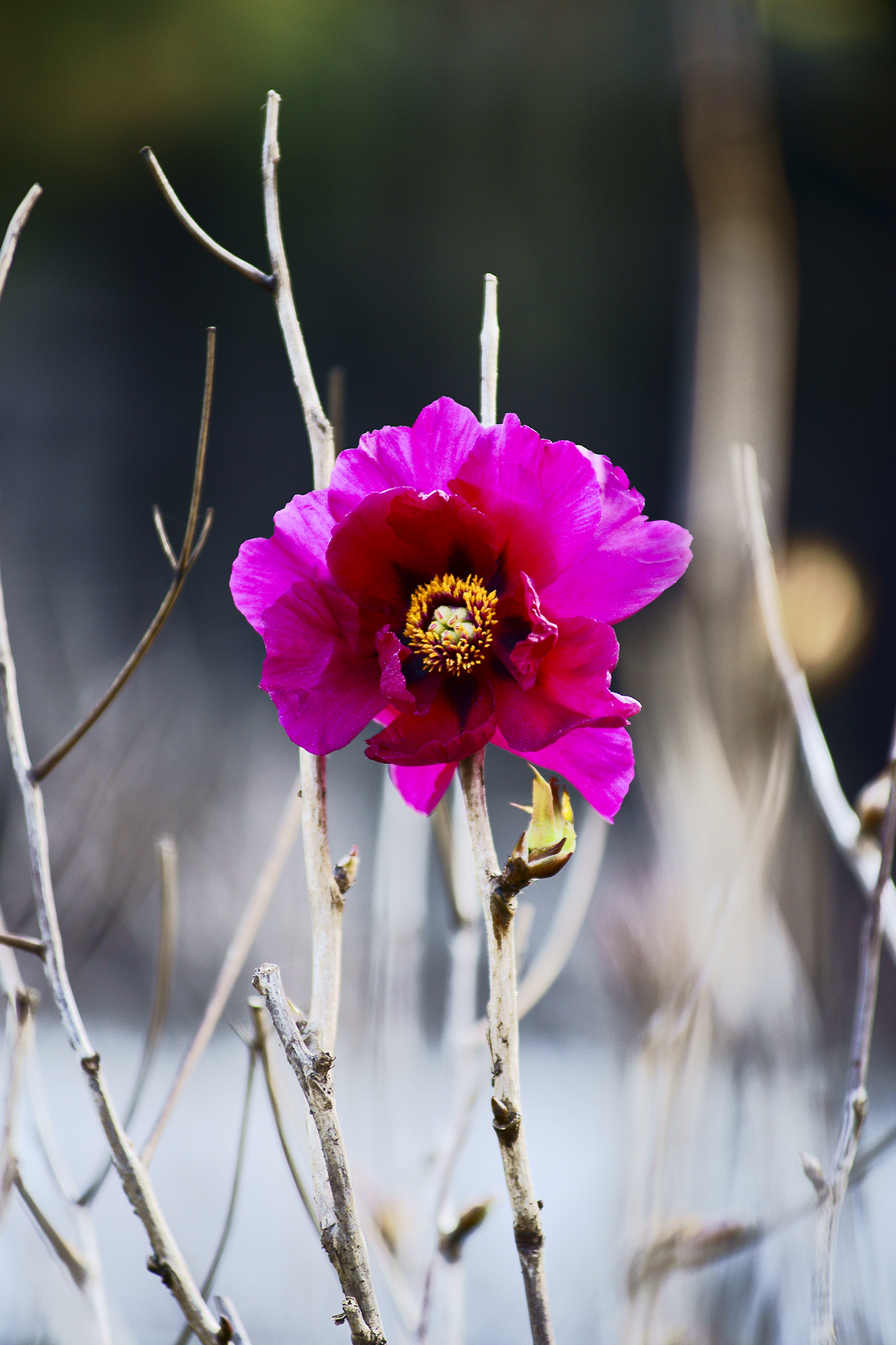 便仓枯枝牡丹园