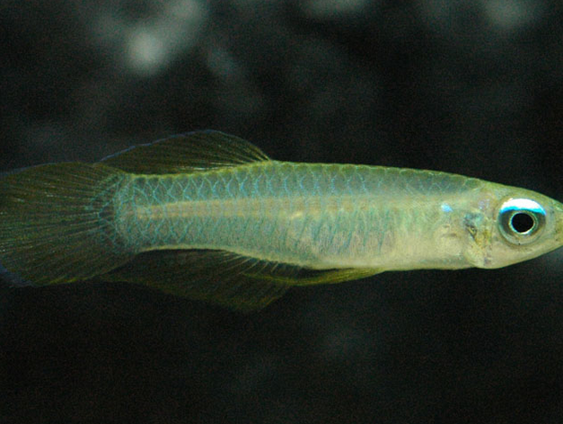 蓝眼灯鱼