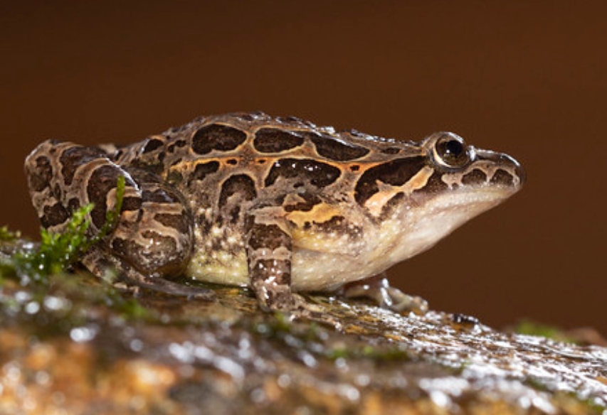 east iberian painted frog