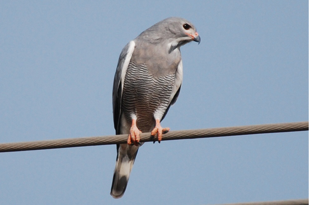  p>蜥鵟(学名: i>kaupifalco monogrammicus /i>):是鹰科,蜥鵟属的一