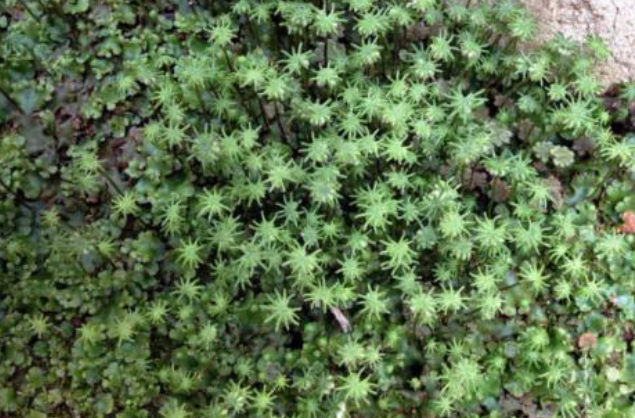 苔藓植物“地钱”居然可以吃？那它还有其他别的价值吗？_百科TA说