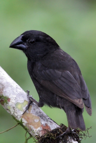  p>大嘴地雀(学名: i>geospiza magnirostris /i>):体长15-16厘米