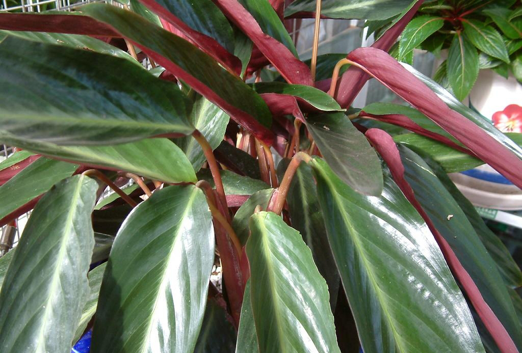  p>双线竹芋(学名: a> i>calathea sanderiana  /i>(sander) gentil 
