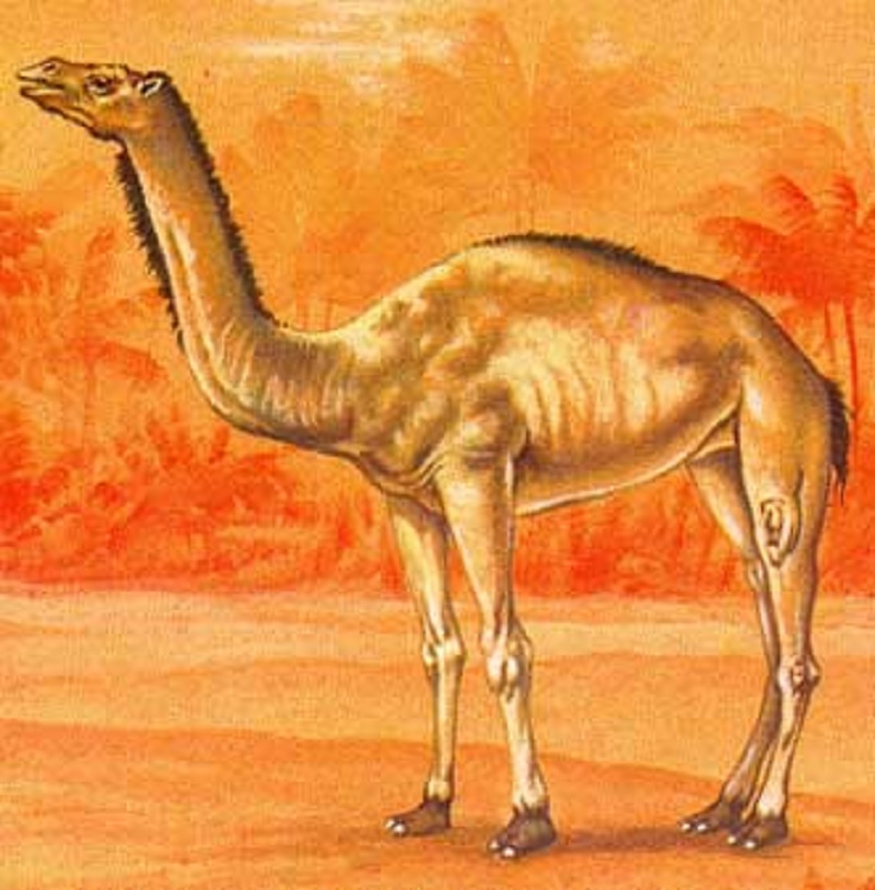 古骆驼