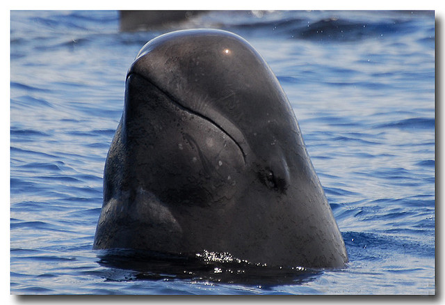  p>短肢领航鲸(学名:globicephala macrorhynchus),其主要特征是前额