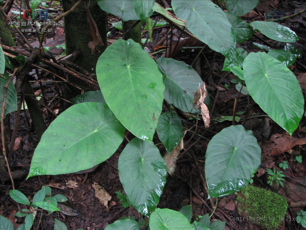  p> b>泉七 /b>(学名: i> b>steudnera colocasiifolia /b> /i>),为 a