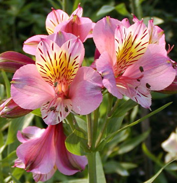  i>alstroemeria /i>  i>aurea /i> graham)是六出花科,六出花属治镲