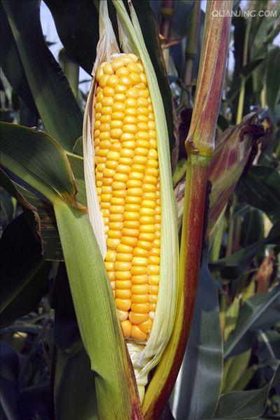 蔬菜玉米