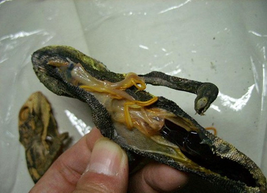  p>麦地那龙线虫 dracunculus medinensis,是唯一的主要由饮用水传播