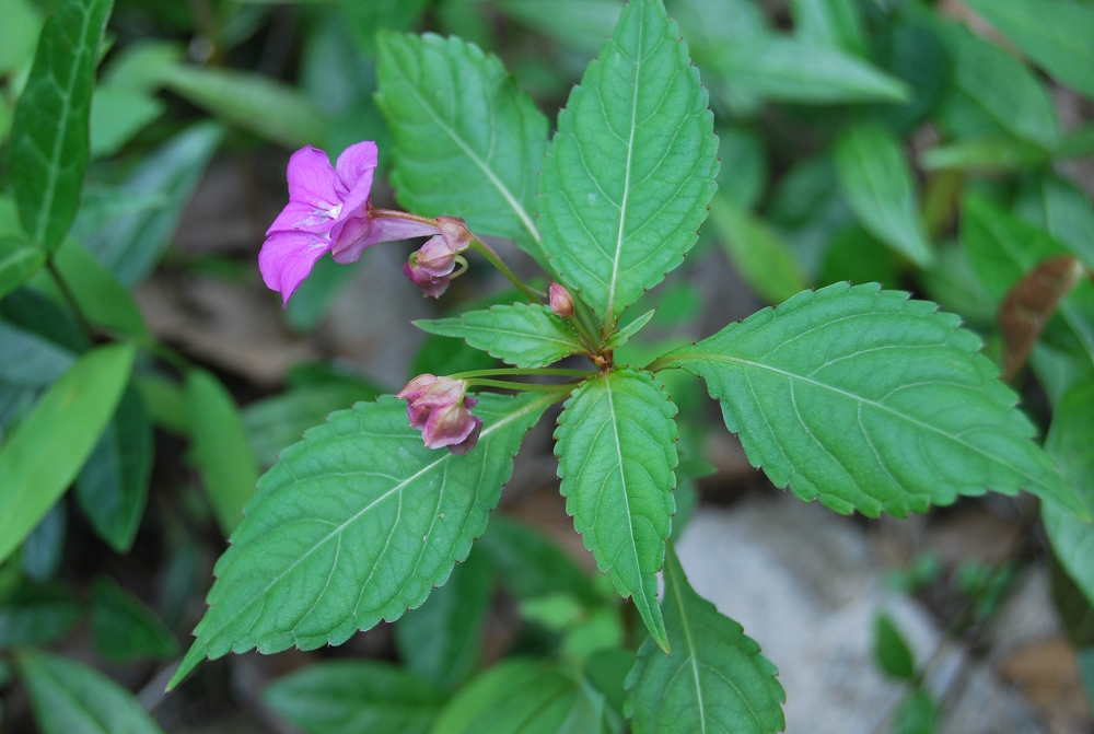  p> a target="_blank" href="/item/浙江凤仙花/7366732" data-lemma