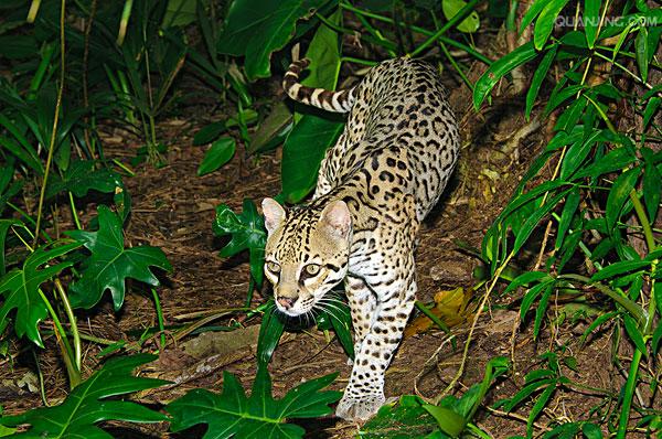  p>美洲豹猫 ocelot  a href="#" data-lemmaid="230981">猫科 /a>