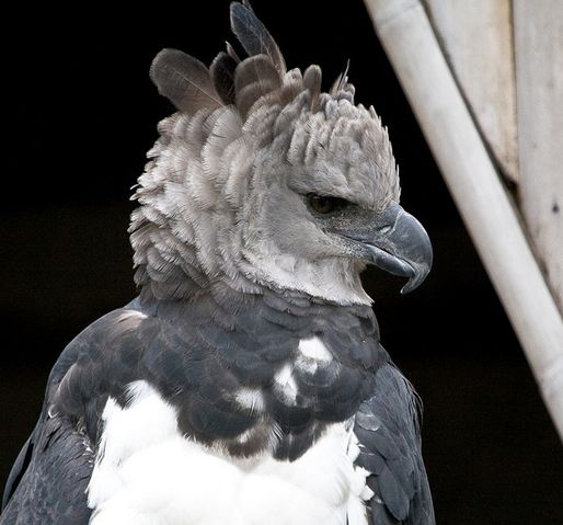  p>美洲角雕(学名: i>harpia harpyja /i>)是大型猛禽,体型大,喙和爪