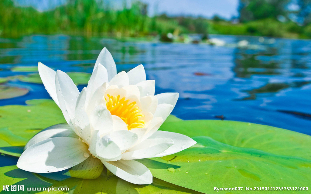  p data-id="gnf7naok12">水莲是一个汉语词语