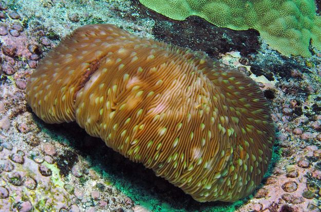  p>蕈珊瑚属(学名:fungia)是水螅型的单体或群体动物,共有25种.