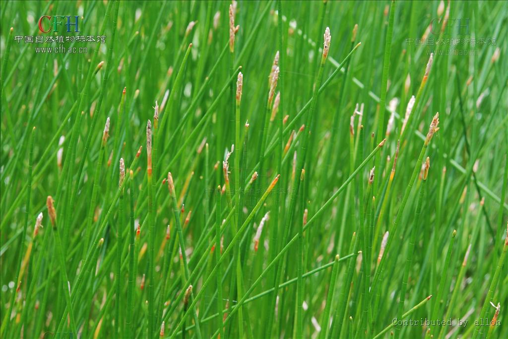 f.) trin.)是莎草科,荸荠属植物.