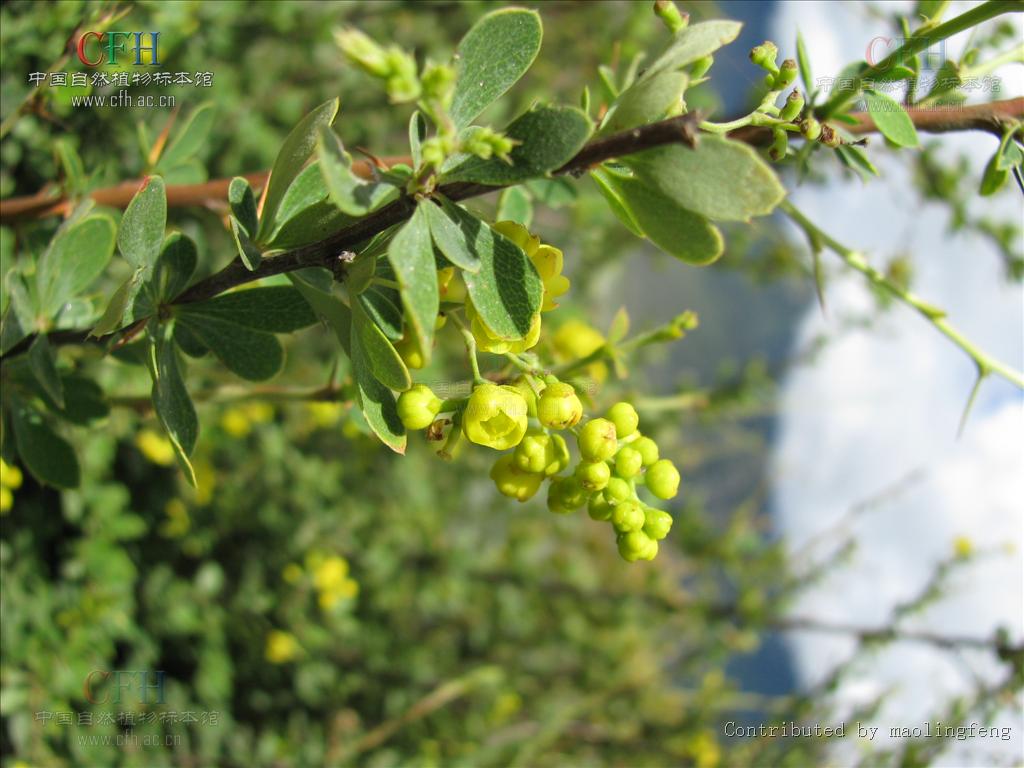  p data-id="tbhutzdaj97q">黑果小檗(学名: i>berberis atrocarpa /i