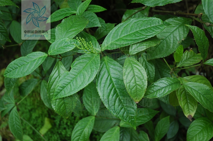 chloranthus serratus (thunb.) roem et schult