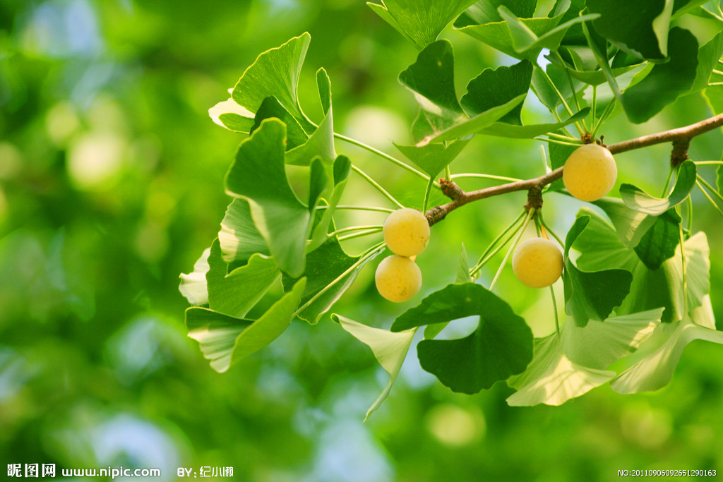  p>银杏(学名: i>ginkgo biloba  /i> l.)是银杏科,银杏属植物.