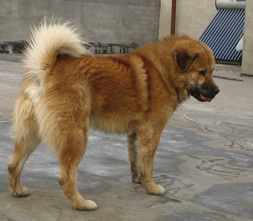  p>原生藏獒又称原生獒,一般泛指直接从青海,甘肃等牧区直接下来的