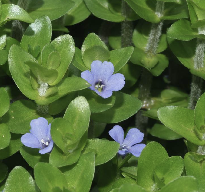 匍匐草本,节上生根,多少肉质,无毛,体态极象马齿苋.