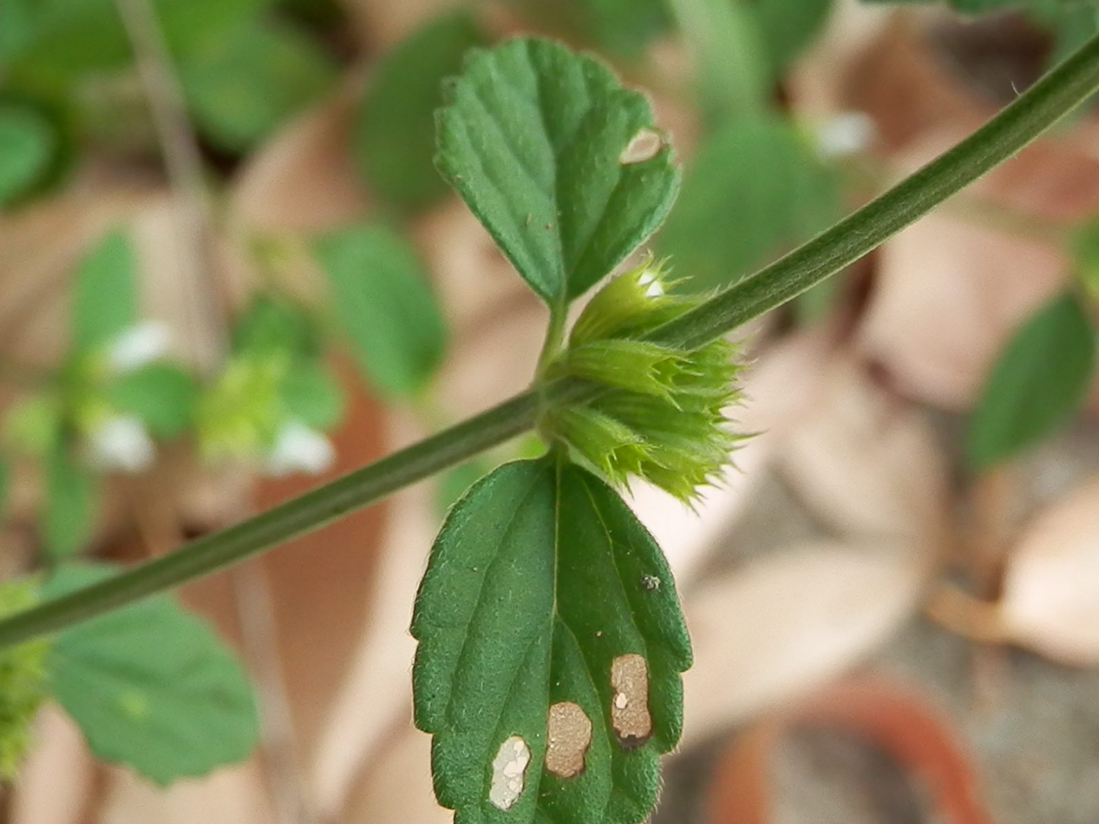  p> b>绉面草 /b>(学名: b> i>leucas zeylanica /i> /b>),为唇形科