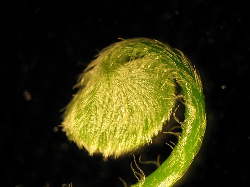  p>孢子果(sporocarp) 某些水生或湿生 a href="#" data-lemmaid="