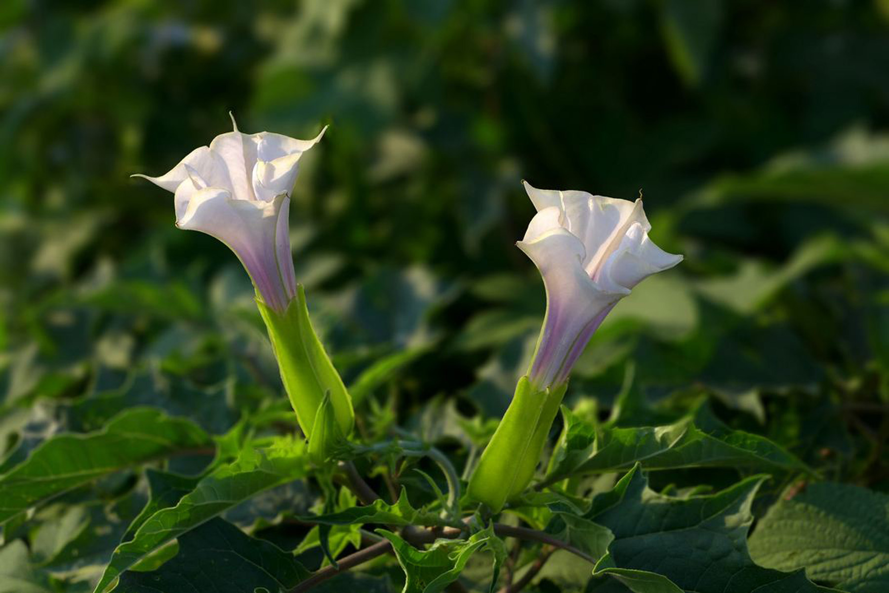 大喇叭花, a target="_blank" href="/item/山茄子/2638380" data