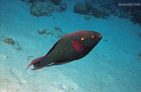  p>鹦嘴鱼科(scaridae)是 a href="#" data-lemmaid="3516708">脊索