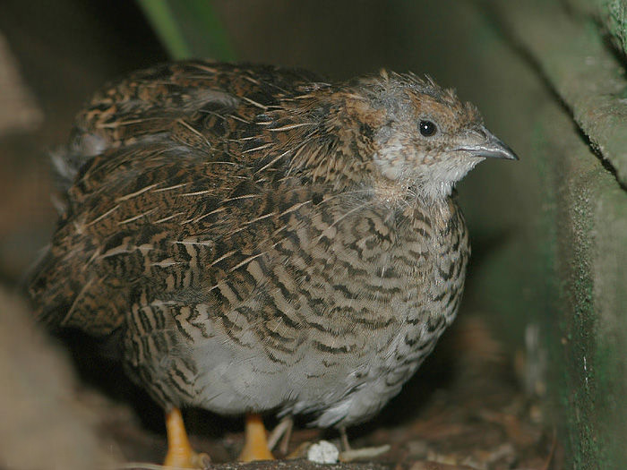  p>蓝胸鹑(学名: i>synoicus chinensis /i>):是雉科蓝胸鹑属的 a