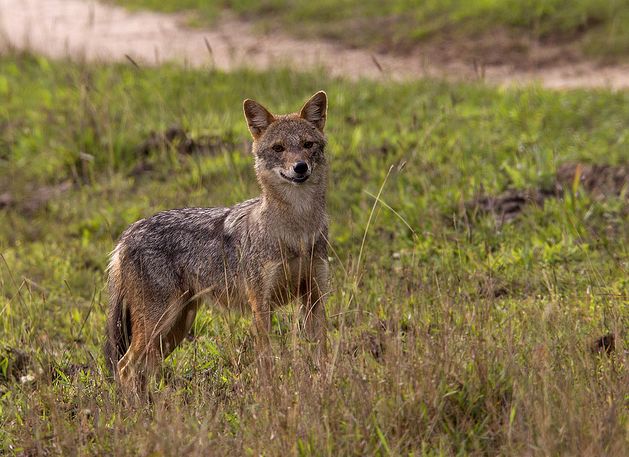  p>金豺(学名: i>canis aureus /i>):共有8个 a href="#" data-lemma