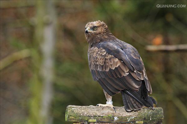  p>鹃头蜂鹰(学名: i>pernis apivorus /i>)为鹰科蜂鹰属的 a target=