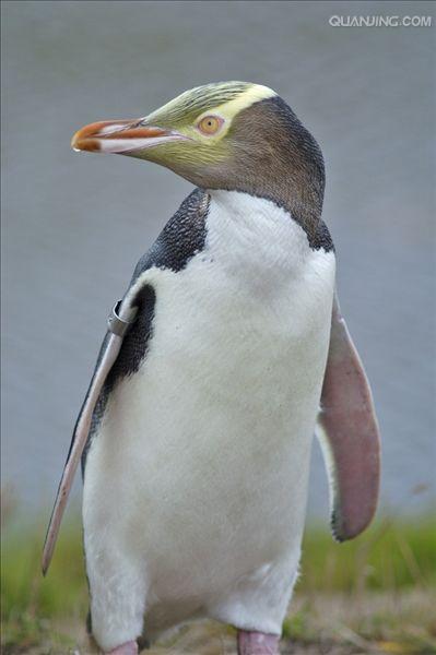 黄眼企鹅