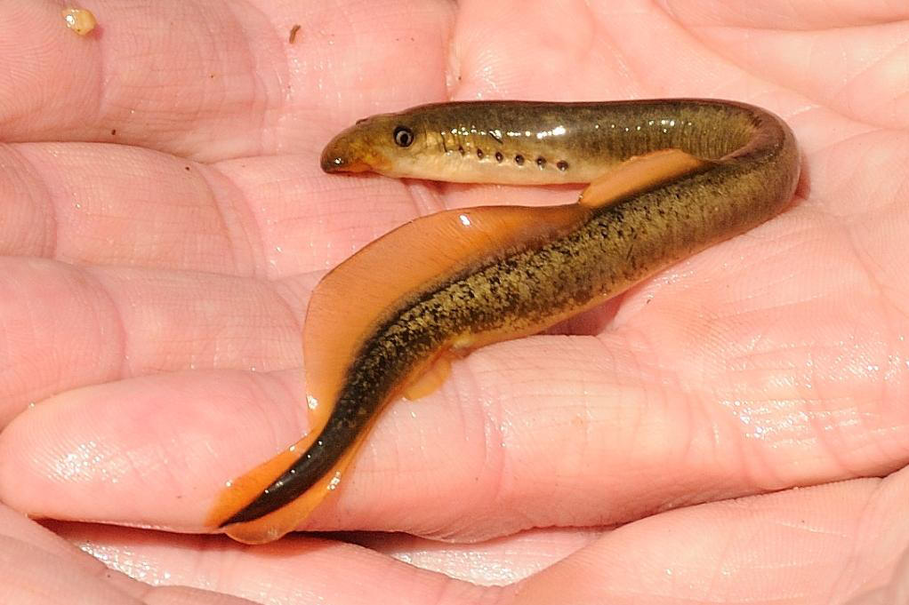  p>日本七鳃鳗( a target="_blank" href="/item/学名/8074290" data