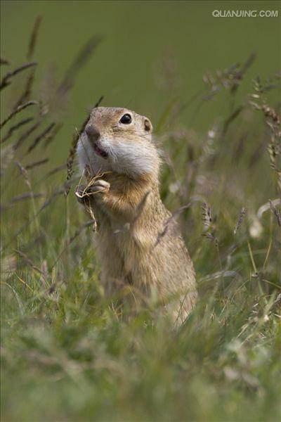 spermophilus dauricus