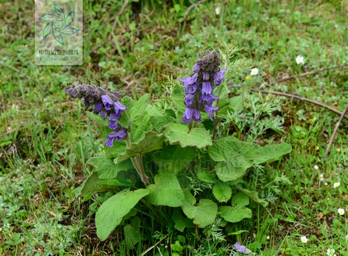  p>雪山鼠尾草(学名:salvia evansiana)为唇形科 a target="_blank"