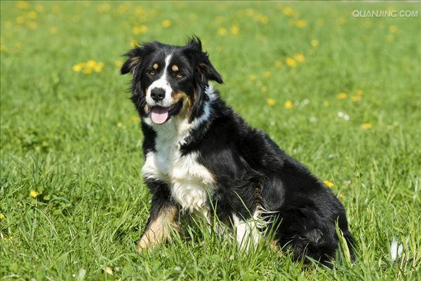 牧羊犬