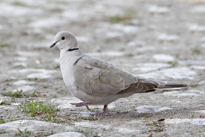  p>灰斑鸠(学名: i>streptopelia decaocto /i>):其全身灰褐色,翅膀上