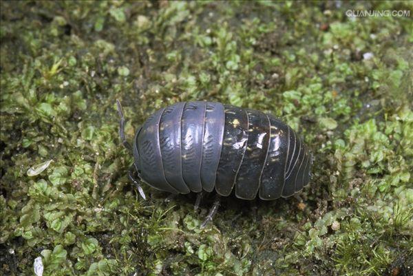  p>鼠妇又名鼠负,负蟠,鼠姑,鼠黏,地虱等,是甲壳纲(crustacea)等足目