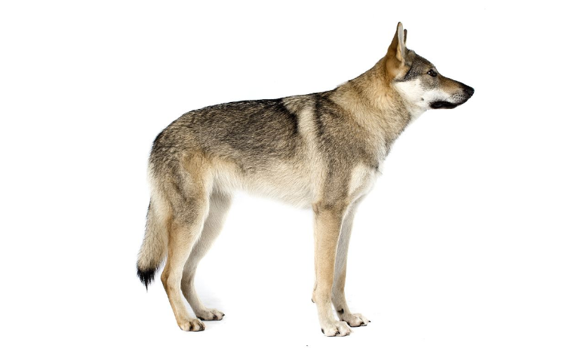 饲养捷克狼犬有何优点和弊端？_百科TA说