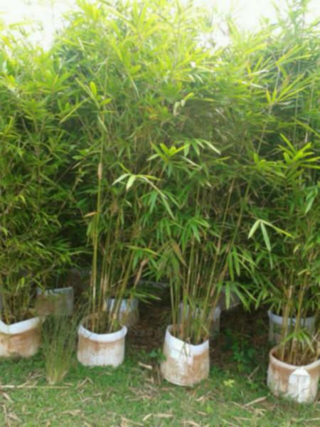  p>青皮竹(学名: i>bambusa textilis /i> mcclure)是禾本科,簕竹属