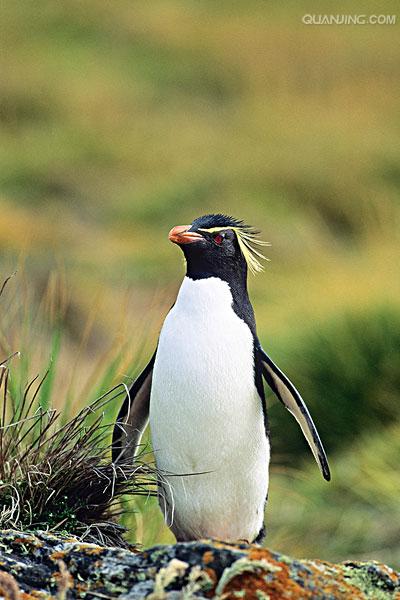 e·crestatus rockhopper penguin