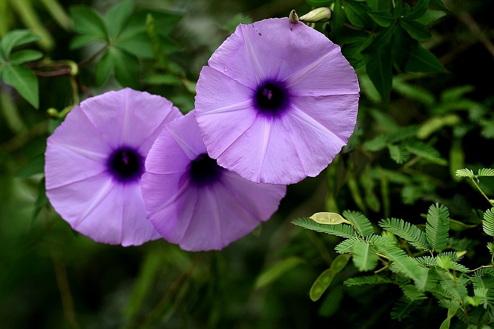 sweet)是管状花目,旋花科,番薯属多年生缠绕 a href="#">草本 /a>