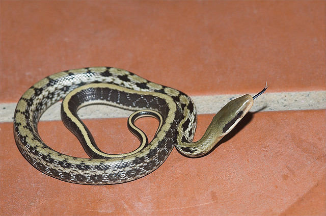 黑眉锦蛇别名家蛇﹑秤星蛇﹑菜花蛇(虽王锦蛇也称菜花蛇,但四川,贵州