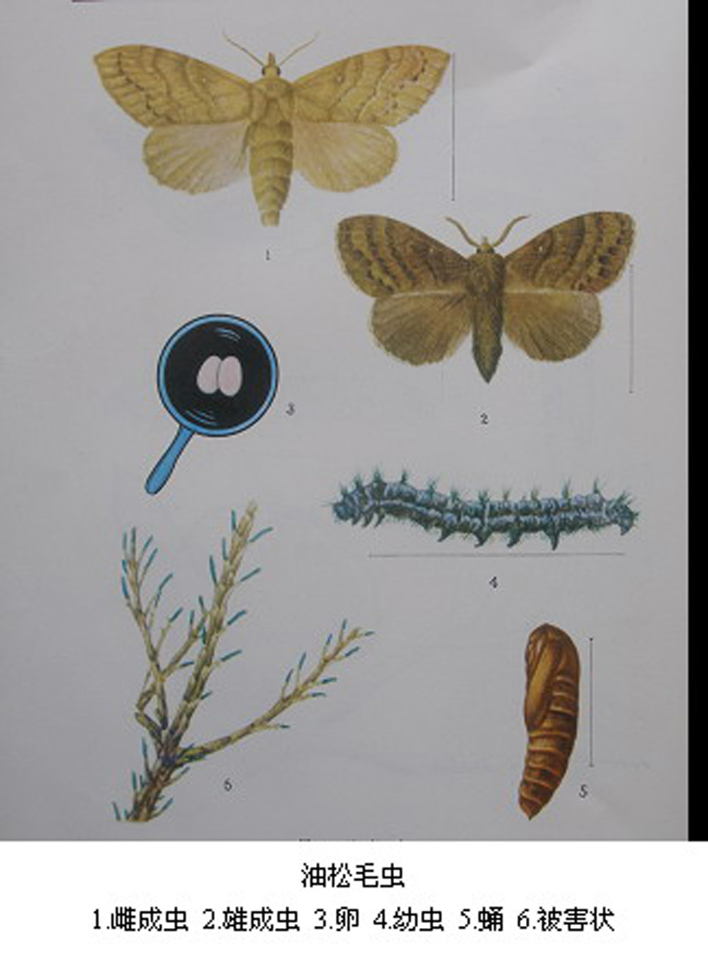  p> a href="#" data-lemmaid="7491125">油松毛虫 /a>, i>dendrolimu