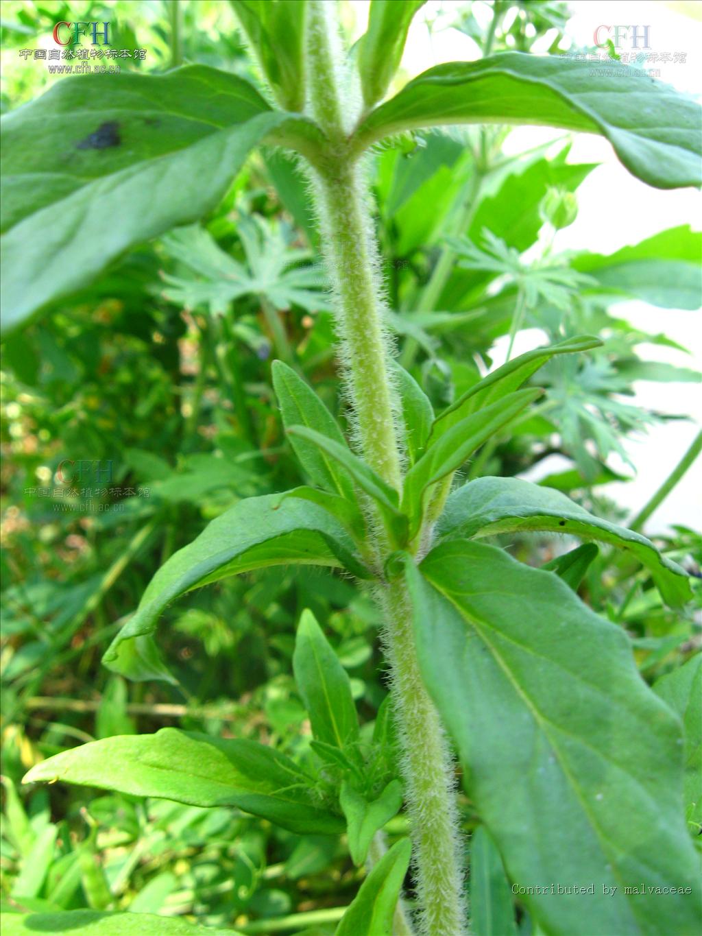 别名: a href="#" data-lemmaid="404513">金钱草 /a>,真金草,金银花